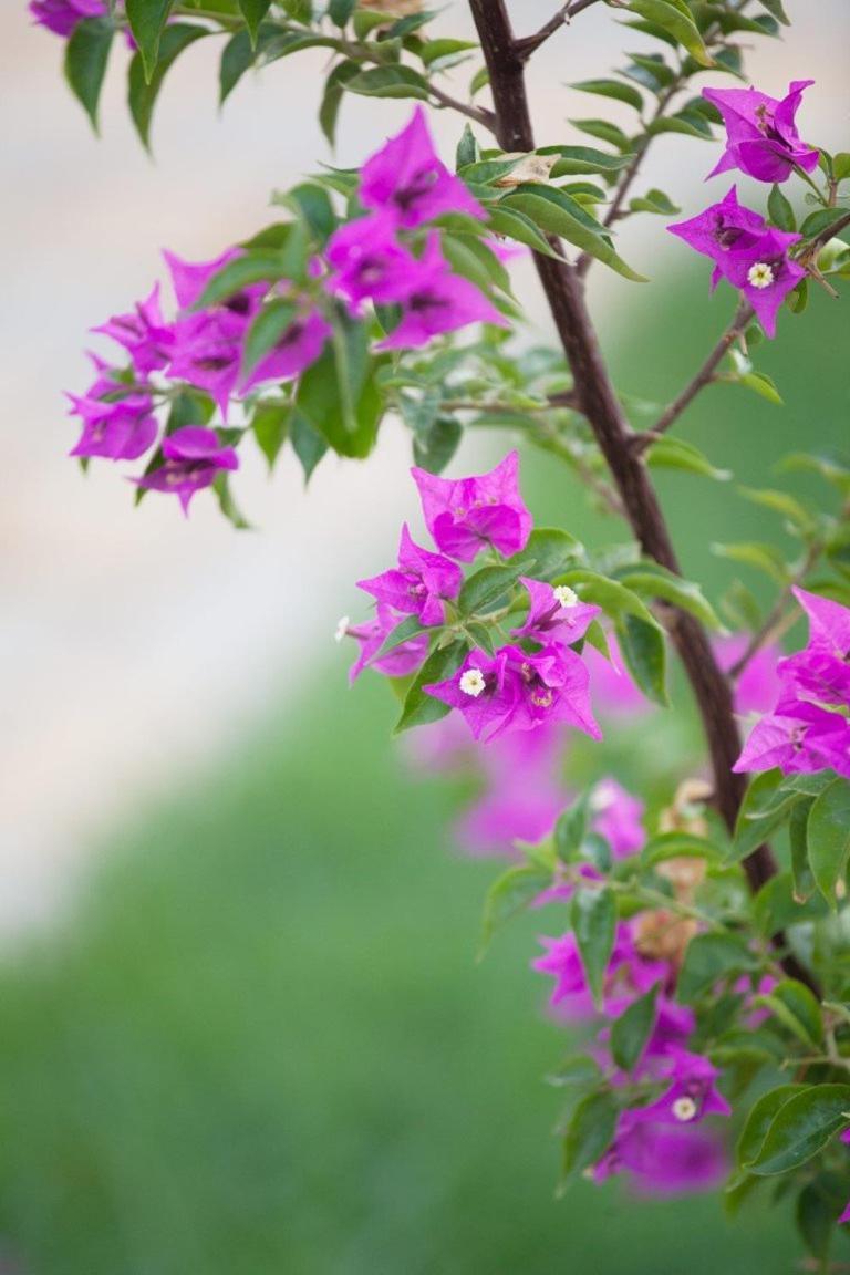 Glaro Garden Hotel Agia Trias Bagian luar foto